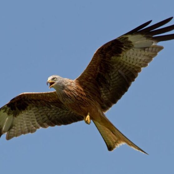 Red_Kite_16_(5939307609) Red_Kite_16_(5939307609)